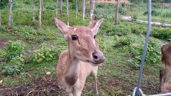 Jelawang Agrofarm Picture 3