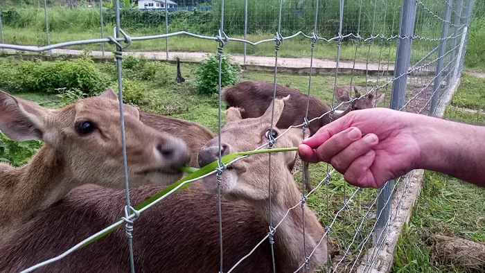 Jelawang Agrofarm Picture 5