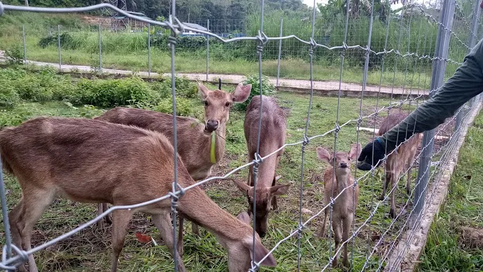 Jelawang Agrofarm Picture 4