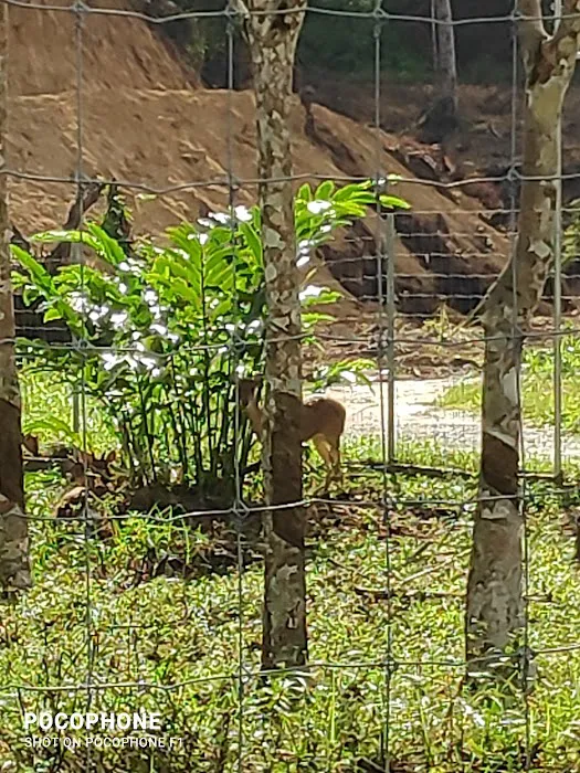 Jelawang Agrofarm Picture 7