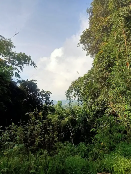 Ulu sokor Picture 1