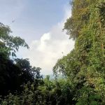 Ulu sokor