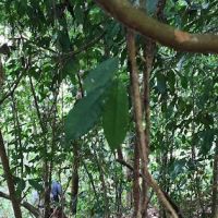 Dahlia RainForest Garden (Plateau Point) ico