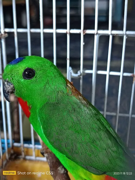 PORT TEHE BURUNG SERINDIT Picture 1