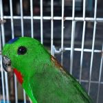 PORT TEHE BURUNG SERINDIT
