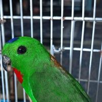 PORT TEHE BURUNG SERINDIT ico