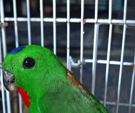 PORT TEHE BURUNG SERINDIT