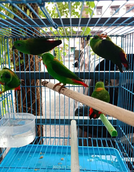 PORT TEHE BURUNG SERINDIT Picture 2