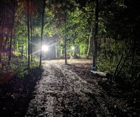 Hutan Alam