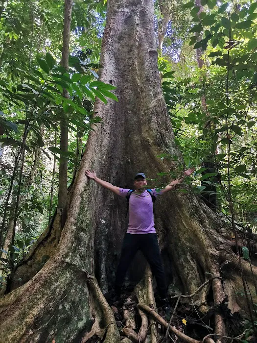 Hutan Lipur Latar Jarum, Ulu Dong, Raub, Pahang Picture 6