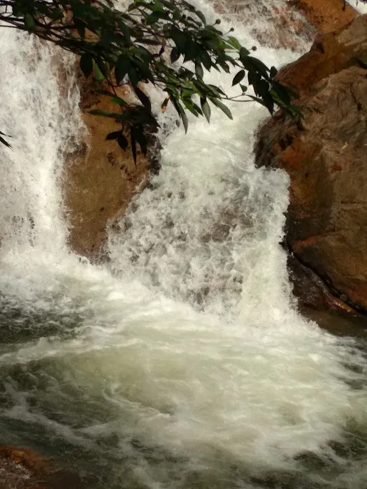 Hutan Lipur Latar Jarum, Ulu Dong, Raub, Pahang Picture 7