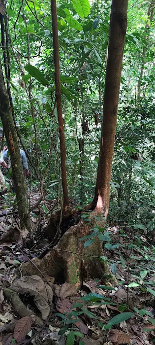 Hutan Lipur Latar Jarum, Ulu Dong, Raub, Pahang Picture 2