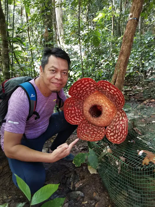 Hutan Lipur Latar Jarum, Ulu Dong, Raub, Pahang Picture 4