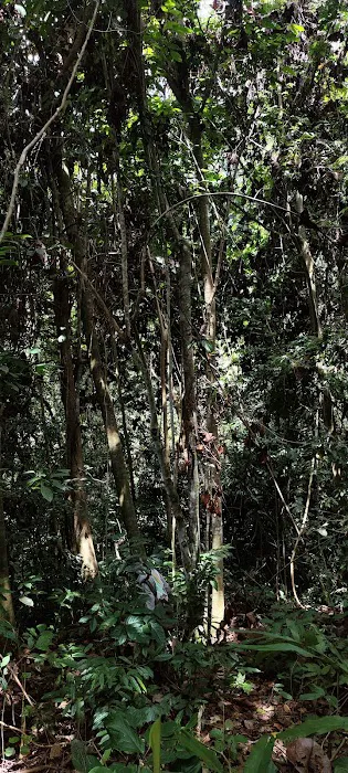 Hutan Lipur Latar Jarum, Ulu Dong, Raub, Pahang Picture 5