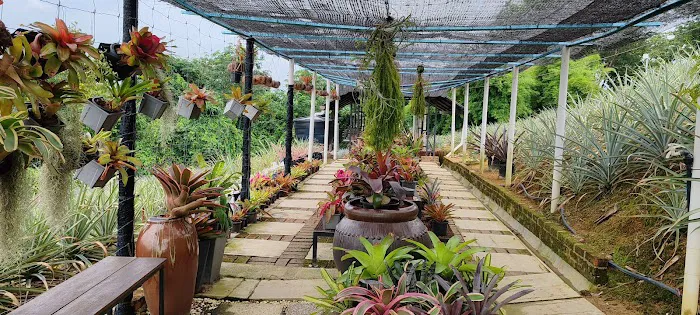 Nanas Agrofarm Picture 4