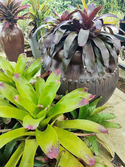 Nanas Agrofarm Picture 6