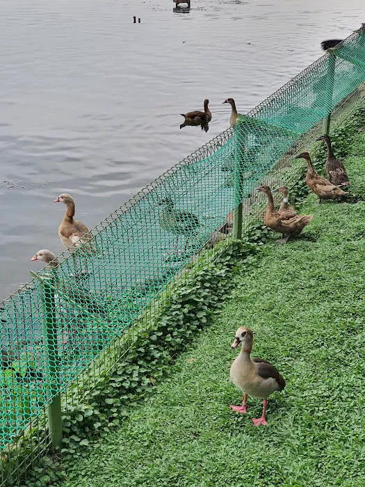 Tasik Angsa Picture 5