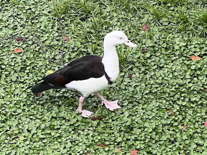 Tasik Angsa Picture 10