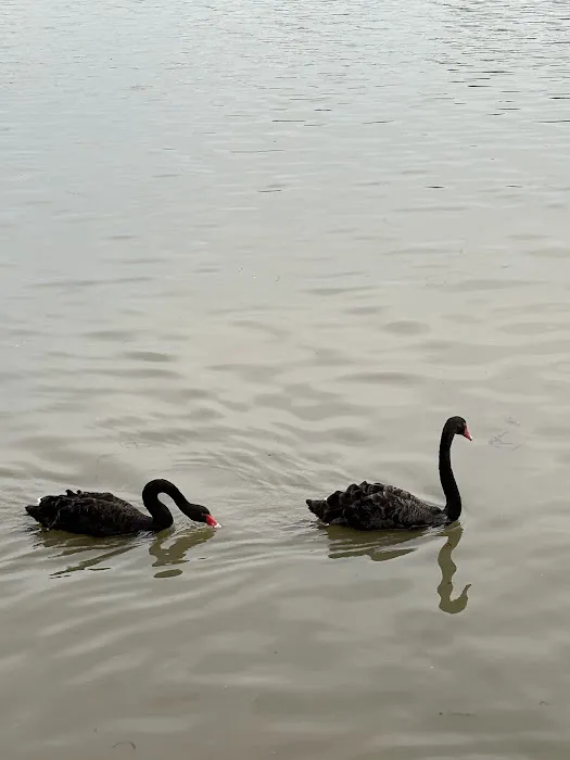 Tasik Angsa Picture 9