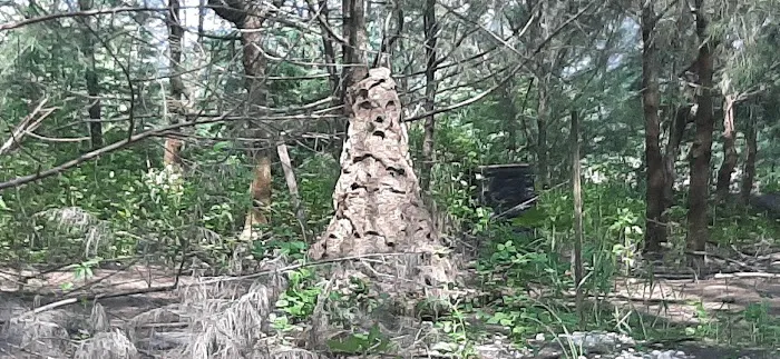 Hutan Simpan Kapar Tambahan Picture 3