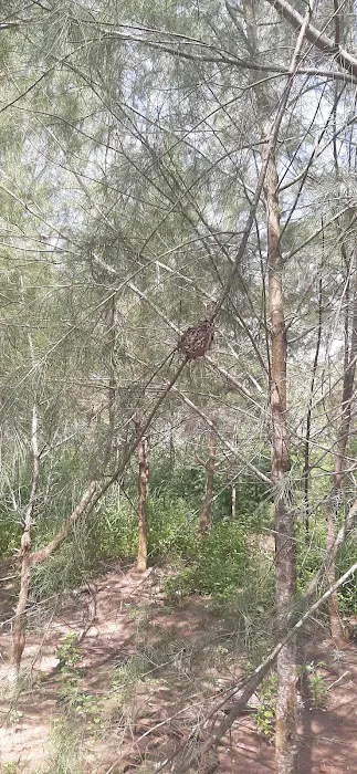 Hutan Simpan Kapar Tambahan Picture 8
