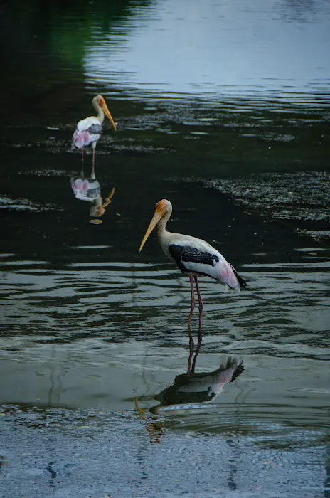 Pusat Apresiasi Wetland Picture 6