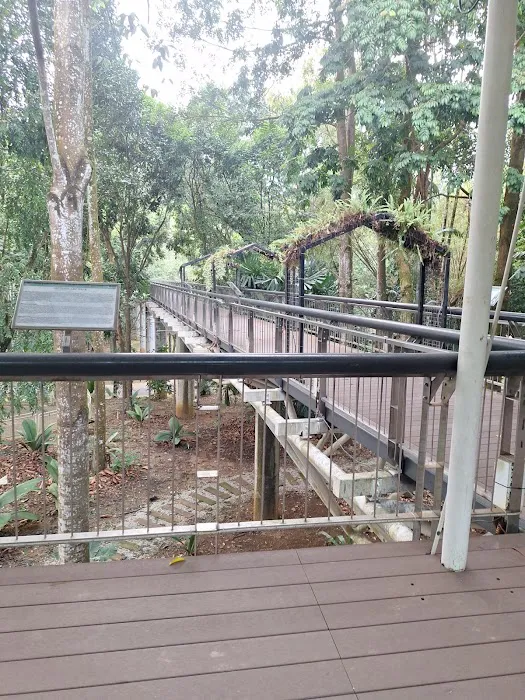 Dipterocarp Walk at the Canopy Picture 10