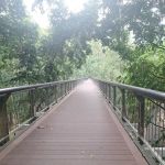 Dipterocarp Walk at the Canopy