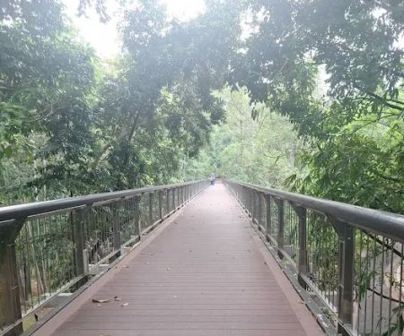 Dipterocarp Walk at the Canopy