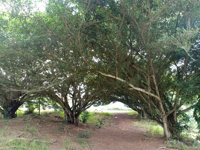 Sungai Lui Memorial 雙溪镭殉难纪念碑 Picture 5