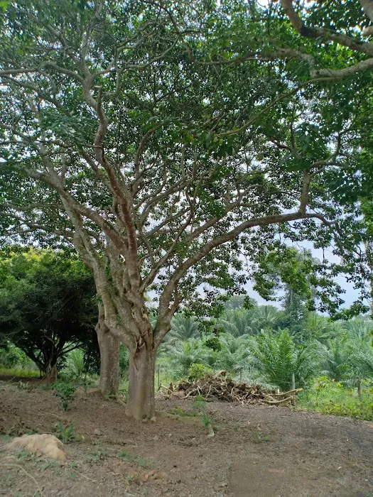 Sungai Lui Memorial 雙溪镭殉难纪念碑 Picture 6