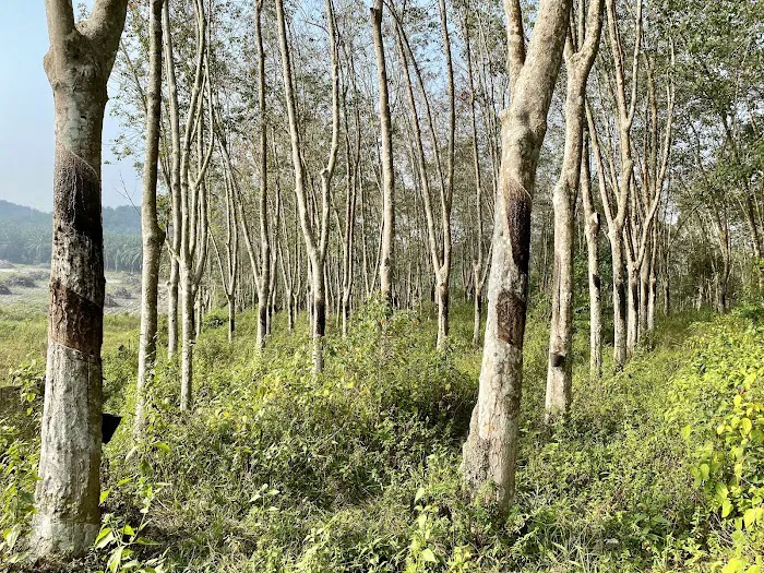 Yew Rubber Picture 1