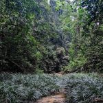 Air terjun orkid sg pandan