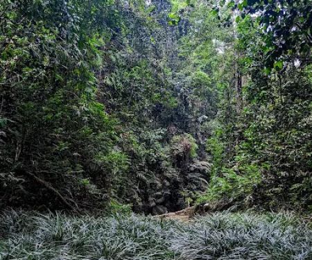 Air terjun orkid sg pandan