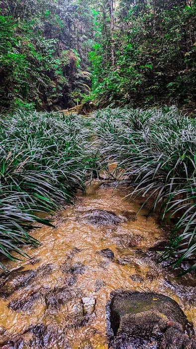 Air terjun orkid sg pandan Picture 6