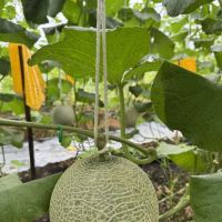Kobuniti Agropark U12 ico