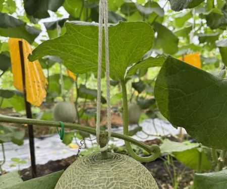 Kobuniti Agropark U12