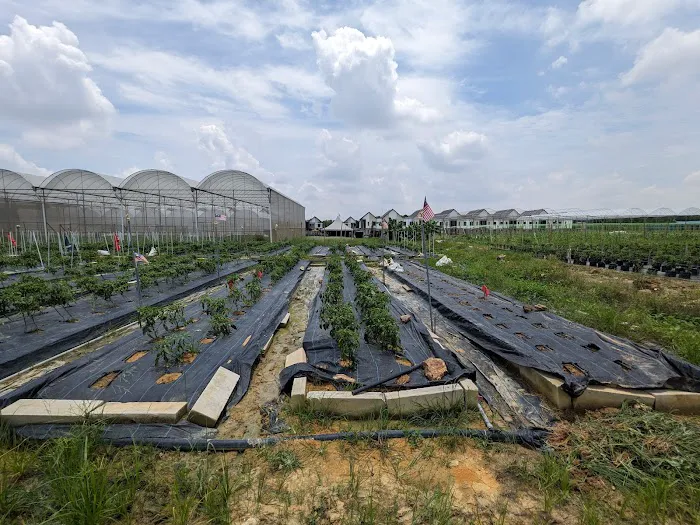 Kobuniti Agropark U12 Picture 7