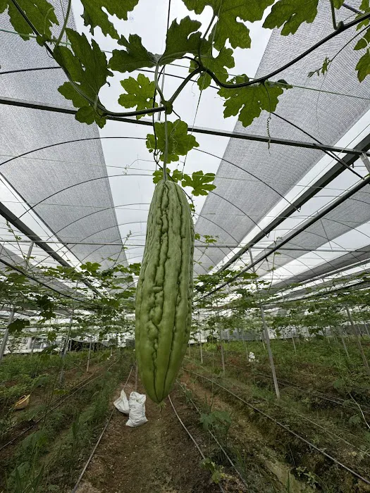 Kobuniti Agropark U12 Picture 5