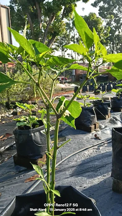 Kebun Komuniti Palatium Bukit Bandaraya Shah Alam Picture 4