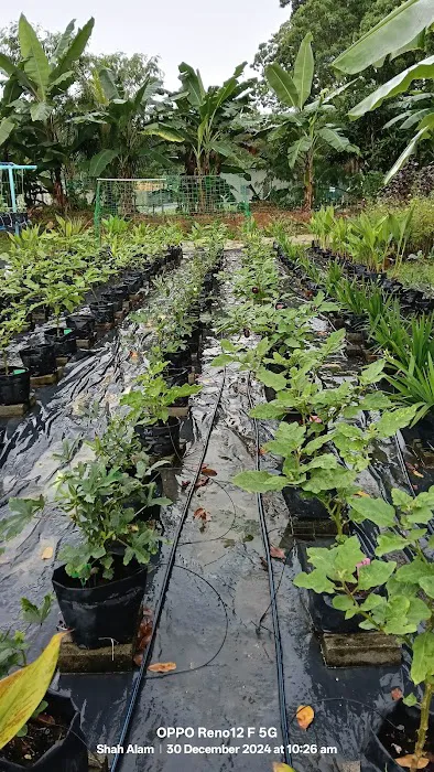 Kebun Komuniti Palatium Bukit Bandaraya Shah Alam Picture 5