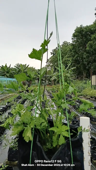 Kebun Komuniti Palatium Bukit Bandaraya Shah Alam Picture 7