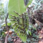 Tamat explore