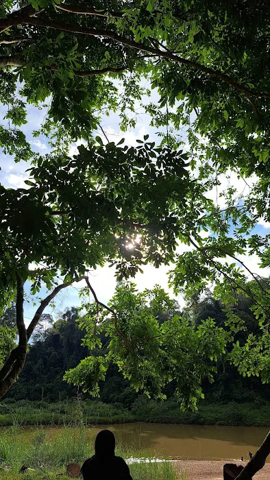 Koompassia Excelsa Tualang Tree, Tahan Crocker, Pahang. Picture 9