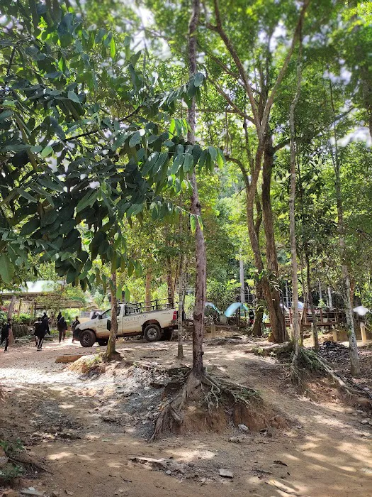 Koompassia Excelsa Tualang Tree, Tahan Crocker, Pahang. Picture 4