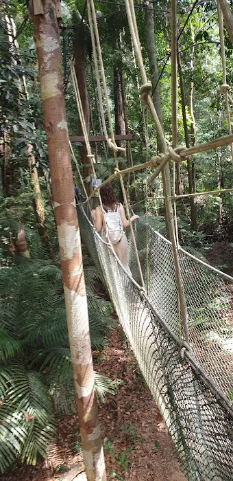 Koompassia Excelsa Tualang Tree, Tahan Crocker, Pahang. Picture 7