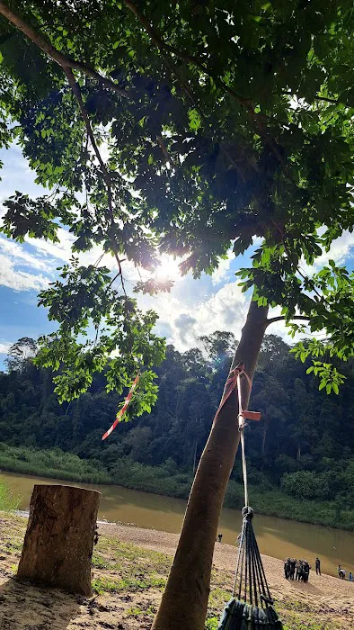 Koompassia Excelsa Tualang Tree, Tahan Crocker, Pahang. Picture 8
