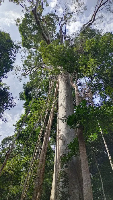 Koompassia Excelsa Tualang Tree, Tahan Crocker, Pahang. Picture 2