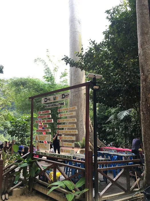 Koompassia Excelsa Tualang Tree, Tahan Crocker, Pahang. Picture 10