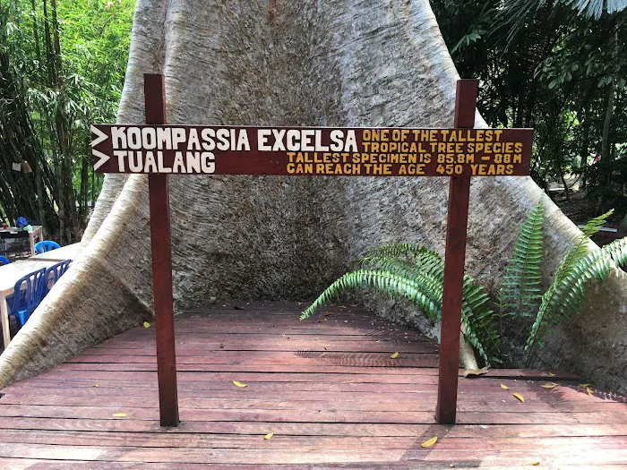 Koompassia Excelsa Tualang Tree, Tahan Crocker, Pahang. Picture 5
